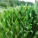 Pontederia lanceolata